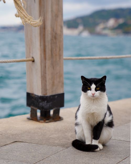 Free A peaceful black and white cat sits on a pier with a scenic sea backdrop. Stock Photo
