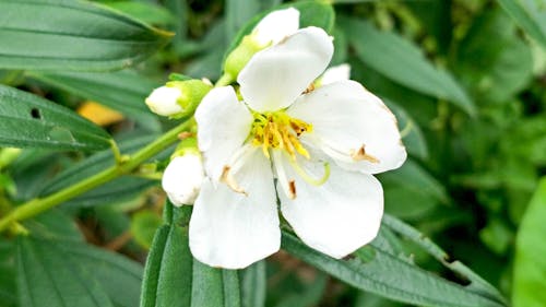 Free stock photo of angiosperms, botanical gardens, flower