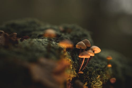 成長中, 森林蘑菇, 特写 的 免费素材图片