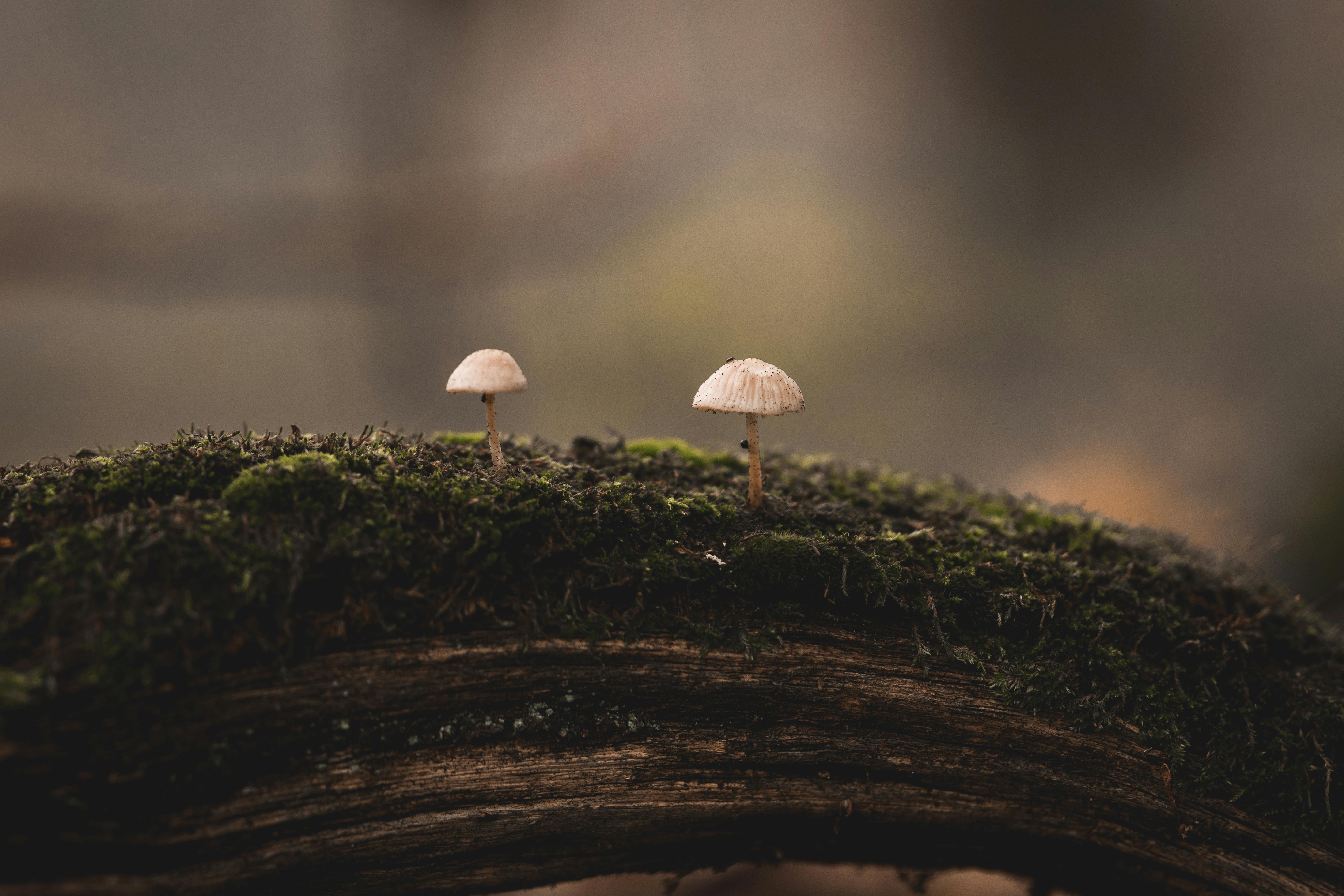 White Mushrooms on Mossy Tree Branch · Free Stock Photo