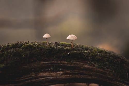 White Mushrooms on Mossy Tree Branch