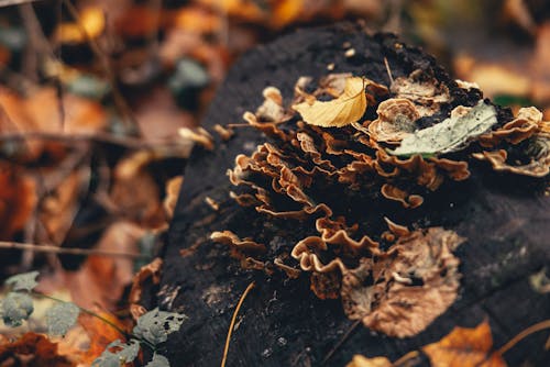 Close-Up Photo of Mushrooms near Leaves