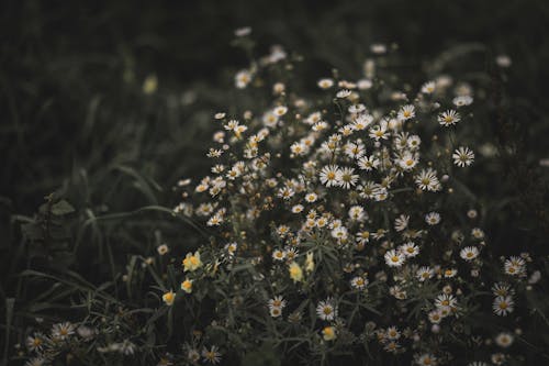 Free stock photo of autumn forest, autumn mood, chamomile