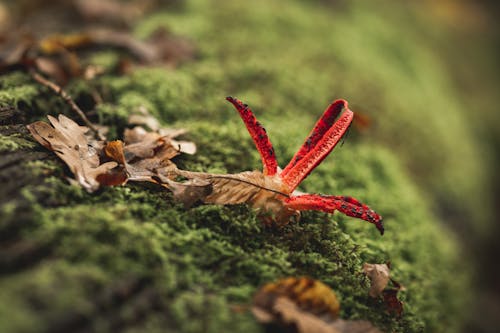 Mossy Trunk with a Red Fungus