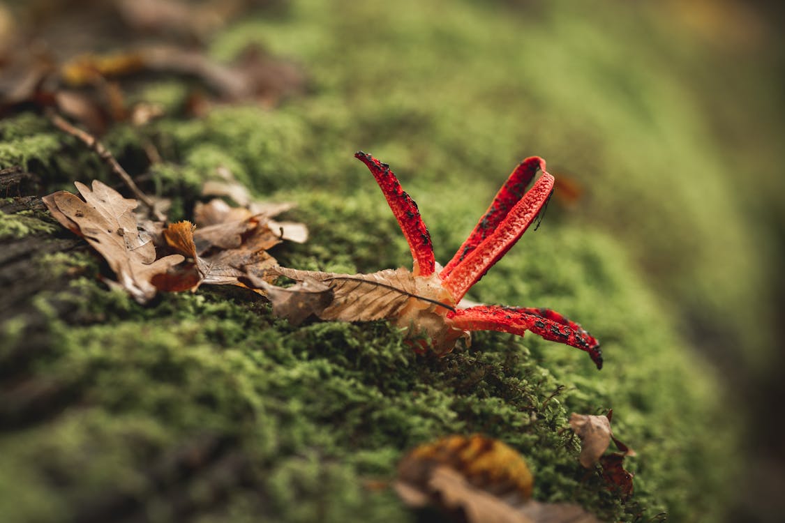 Photos gratuites de automne, champignon rouge, croissance