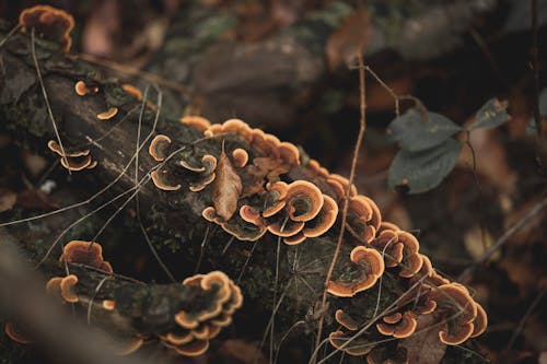 Close-Up Photo of Turkey Tail Mushrooms