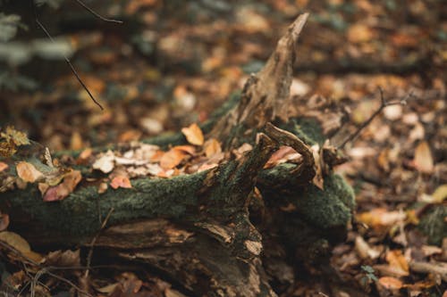 Free stock photo of autumn forest, autumn mood, fall background