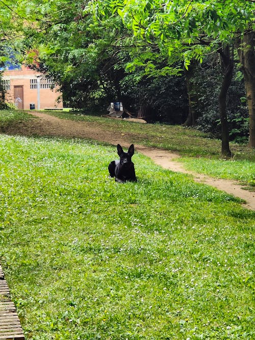 Free stock photo of dog photography