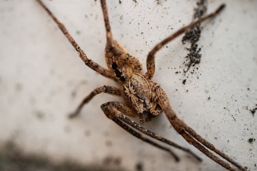 Foto profissional grátis de aranha, close, colônia