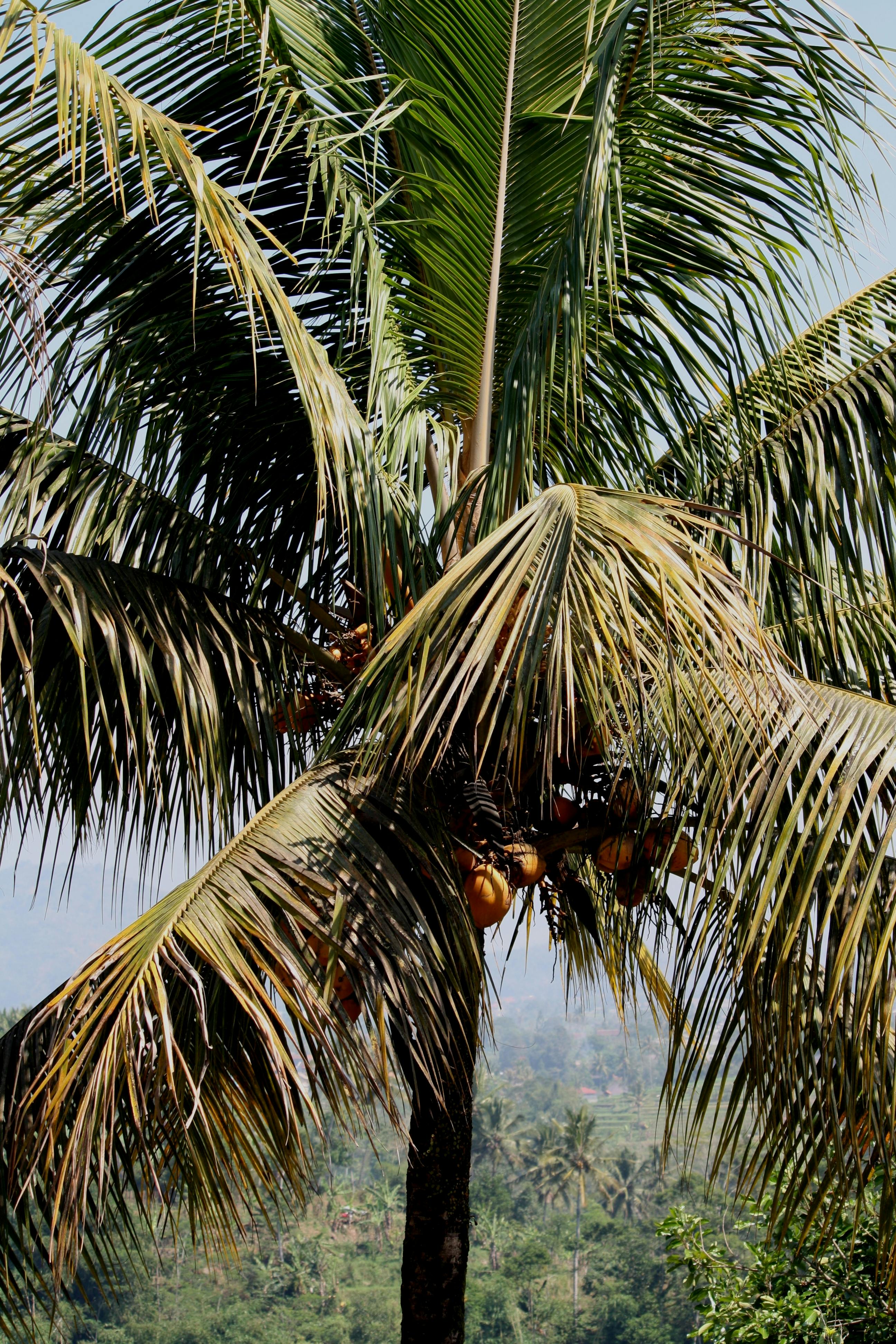 Free stock photo of coconut tree, green leaves