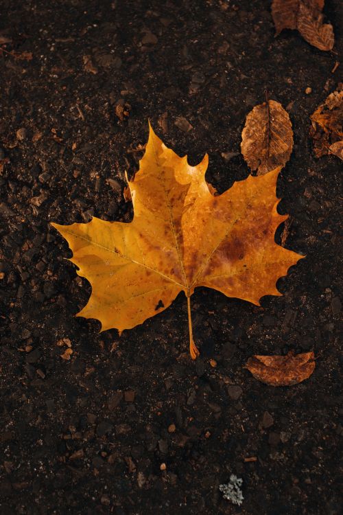 Free Close-up of a golden maple leaf on a textured autumn ground, highlighting fall's beauty. Stock Photo