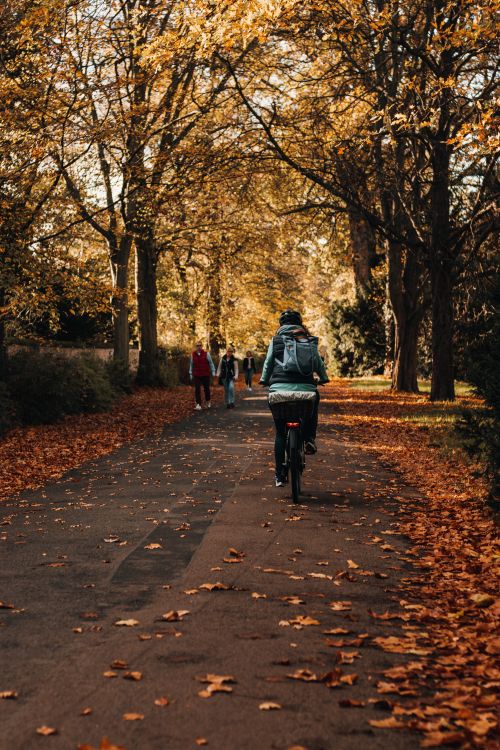 Free A person biking through a picturesque park in autumn, surrounded by fallen leaves and vibrant trees. Stock Photo
