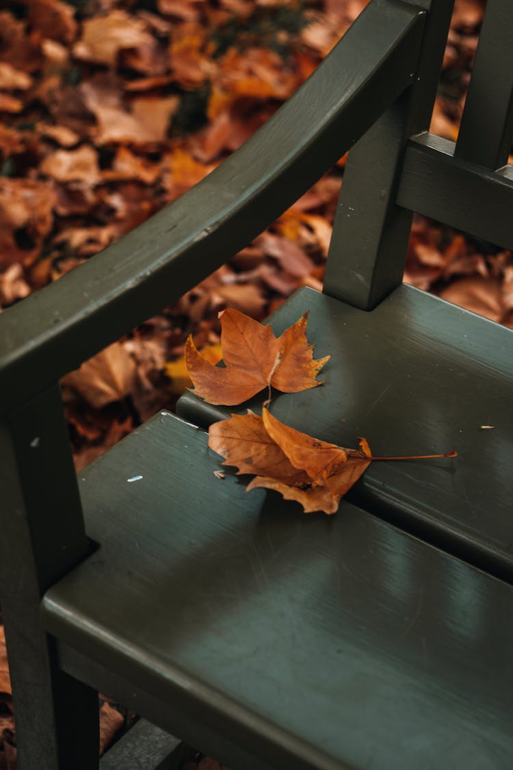 Photo Of A Park Bench With Maple Leaves