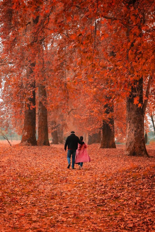 Foto stok gratis berjalan, cabang, daun musim gugur