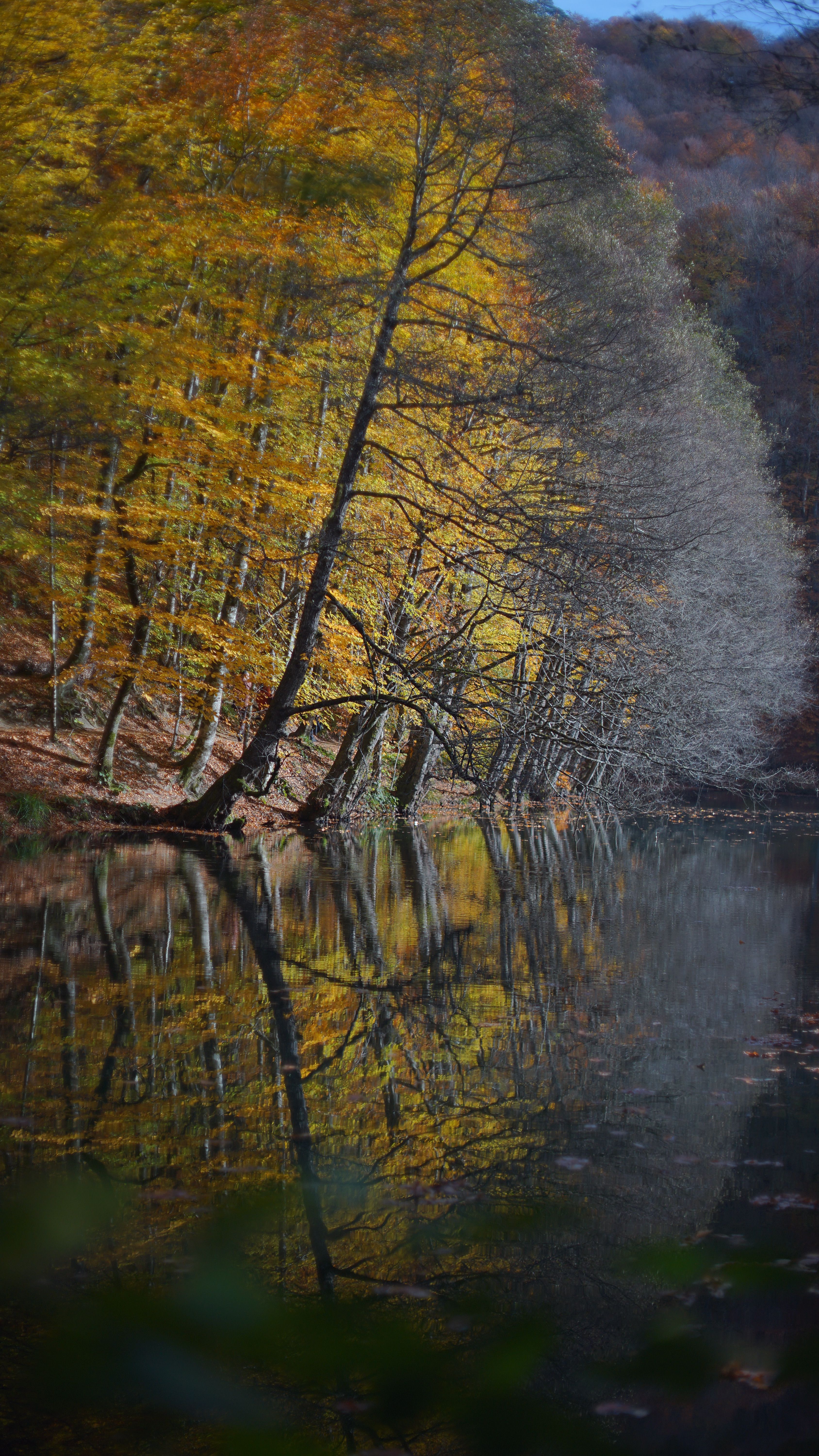 Stunning fall foliage reflected in calm water in Bolu, Turkey, capturing nature's beauty.