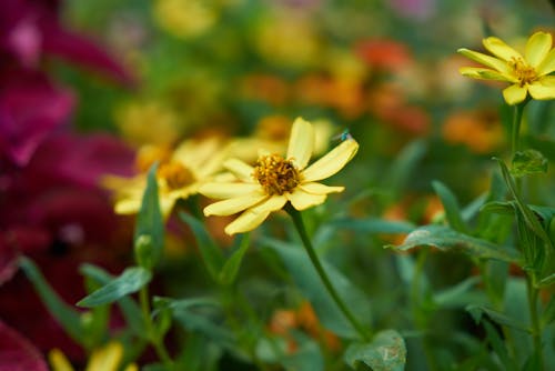 Kostnadsfri bild av bakgrund, blomma, daisy