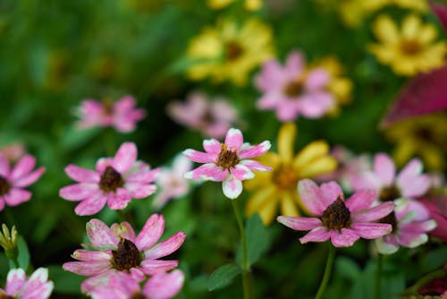 Darmowe zdjęcie z galerii z fioletowy, kwiat, lato