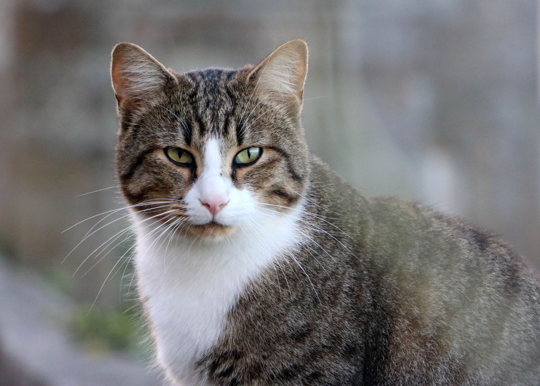Veterinary care for a cat