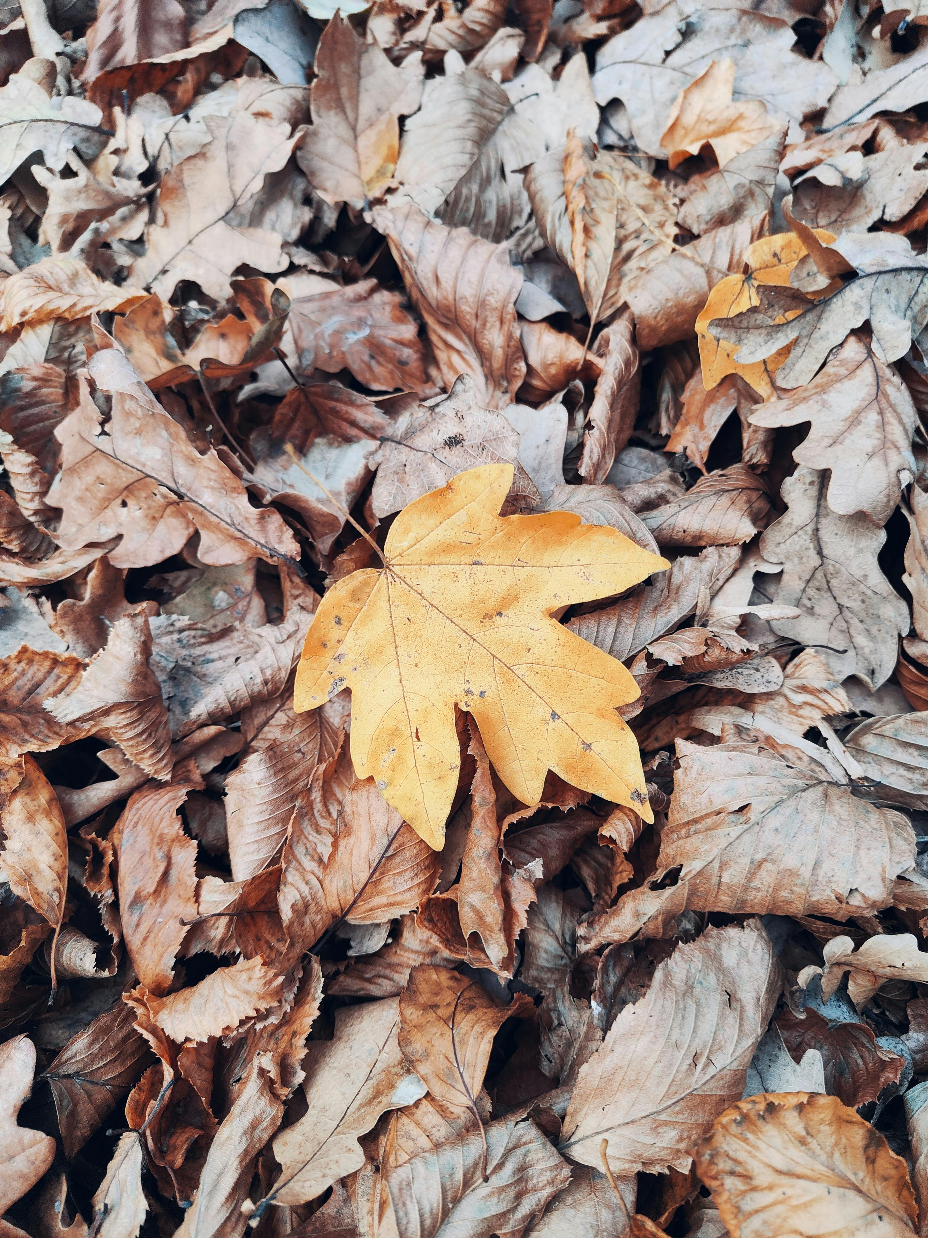 A close-up view of a golden maple leaf amidst dried leaves, showcasing the essence of autumn.