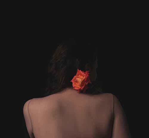 Foto profissional grátis de broto, dark photograph, flor alaranjada
