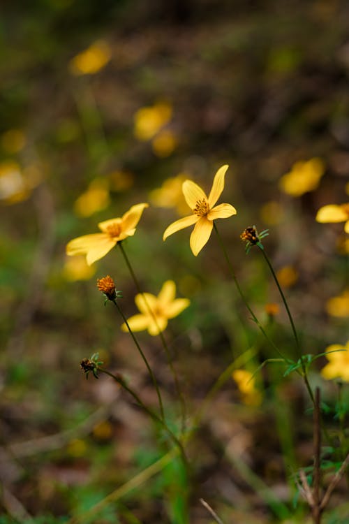 Foto d'estoc gratuïta de blur de fons, flor silvestre, florir