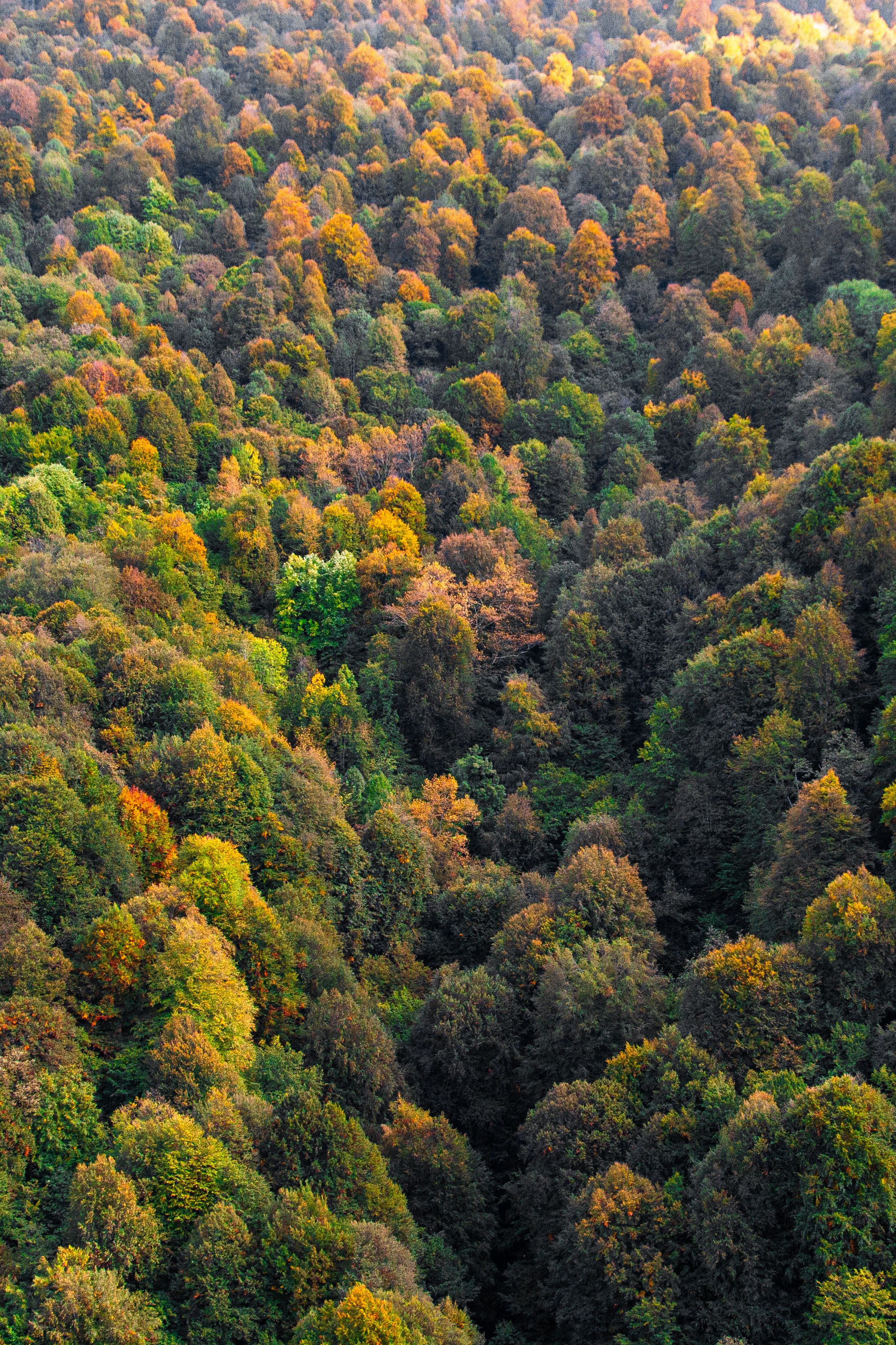 Aerial perspective of a dense forest showcasing vibrant fall colors in a scenic top view.