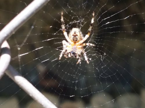 Free stock photo of european garden spider