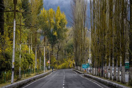Free An empty road lined with tall trees and electric posts in a serene forest setting. Stock Photo