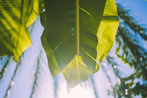 Photo of a Banana Leaves 