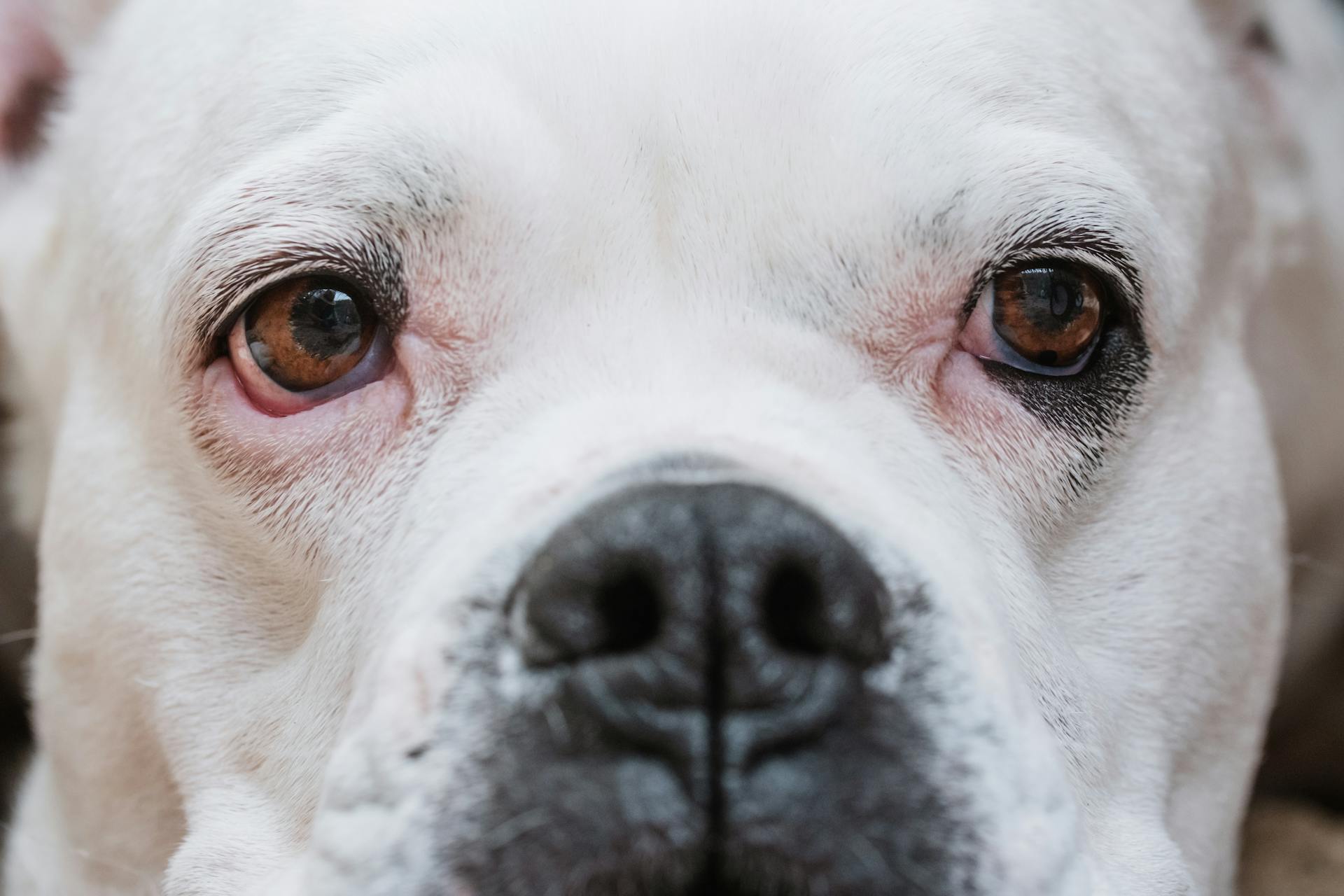 Close-Up Photo of a White Bulldog