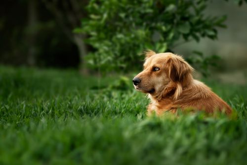Free A golden retriever lies peacefully on lush green grass in an outdoor setting. Stock Photo