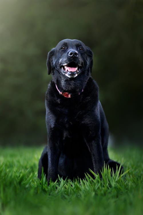 Gratis Foto stok gratis anjing, anjing hitam, binatang Foto Stok