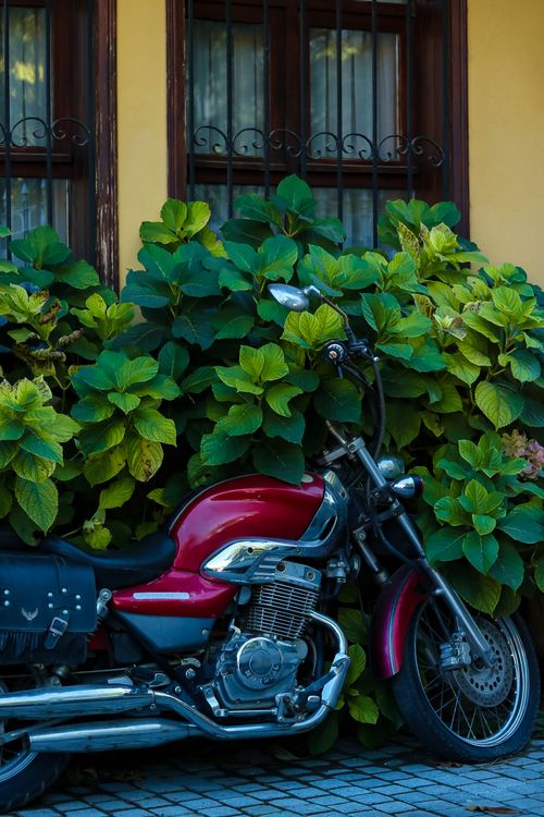 Free Red vintage motorcycle parked against green leafy plants, side view outdoors. Stock Photo