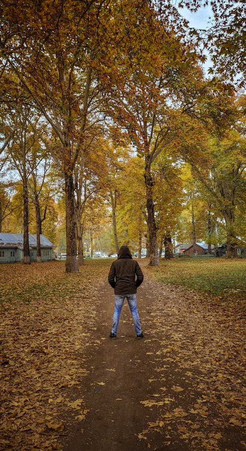 Kostenloses Stock Foto zu allein, bäume, herbst