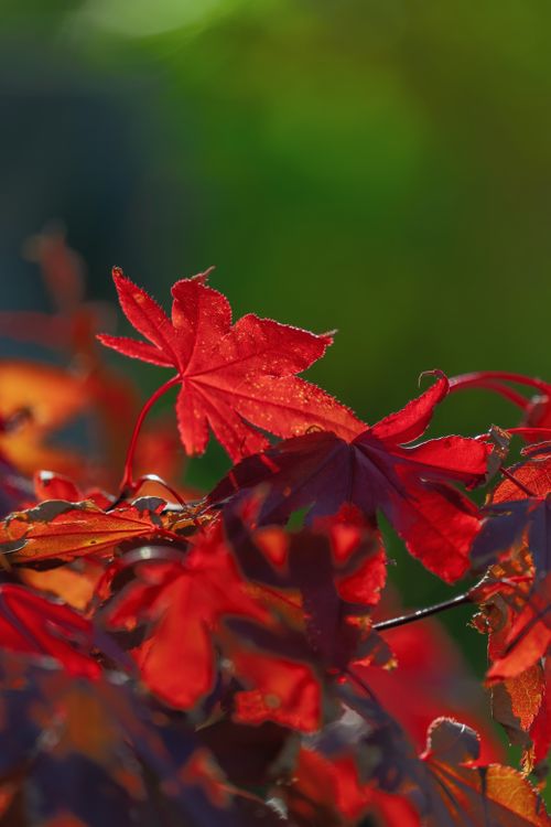 Free Close-up of vibrant red maple leaves in sunlight showcasing autumn's beauty. Stock Photo