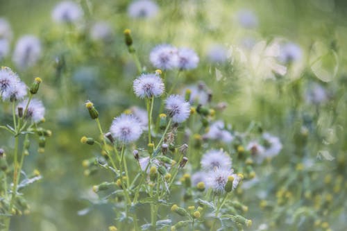 Kostnadsfri bild av blomma, blommor, delikat