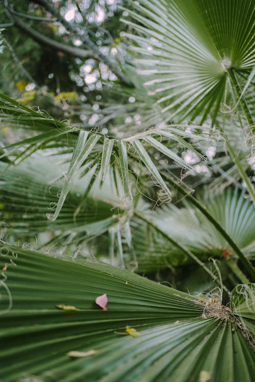 垂直拍摄, 天性, 植物群 的 免费素材图片