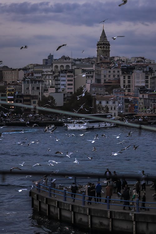 Flock of Birds Flying over the River