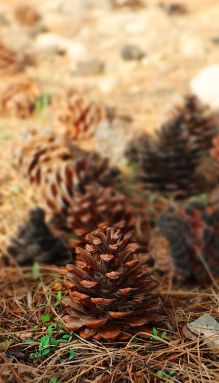 Pine Cones on the Ground