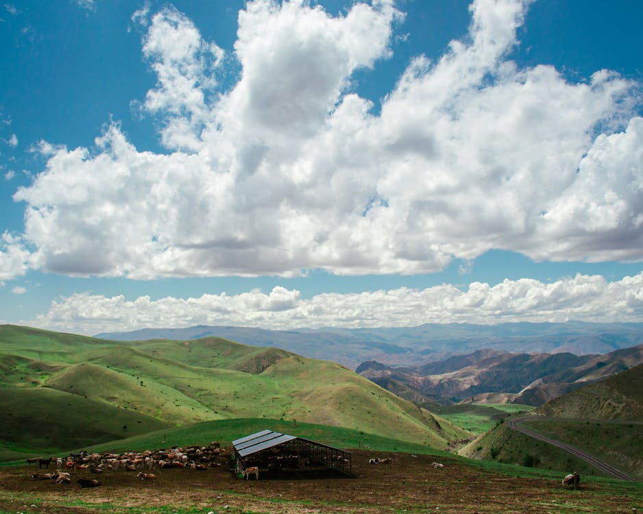 Farm Animals on Mountain Area · Free Stock Photo Farm Animals on Mountain Area · Free Stock Photo