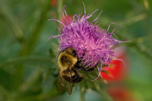 Free Detailed shot of a bumblebee pollinating a purple thistle flower in nature. Stock Photo