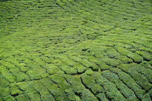 Foto profissional grátis de alto, área, atraente