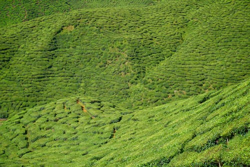 Foto profissional grátis de alto, área, atraente