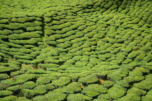 Foto profissional grátis de alto, área, atraente