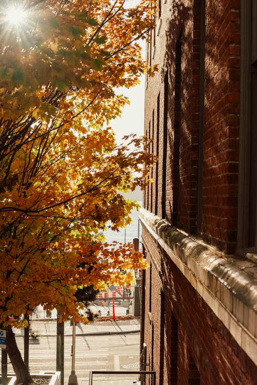 Yellow Tree Beside Brown Brick Building