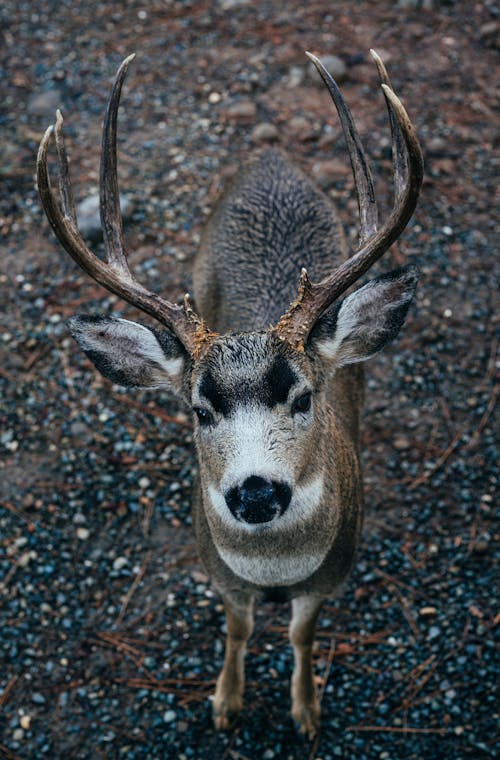 Foto profissional grátis de animais selvagens, animal, cervo