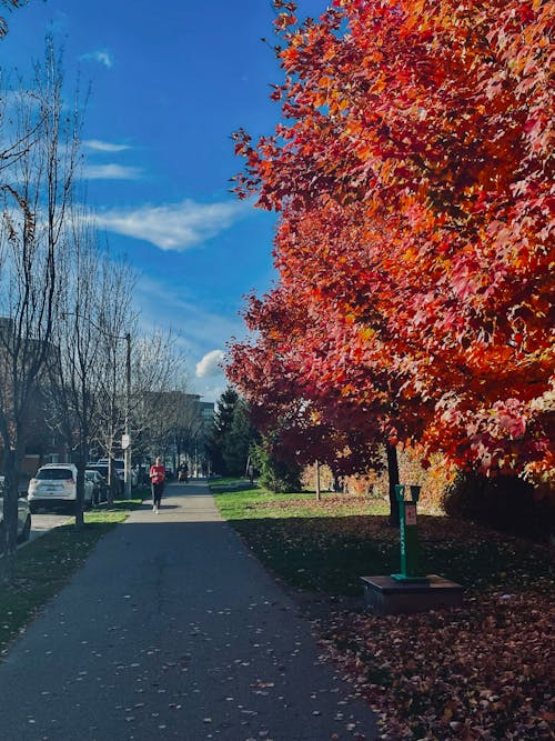 Free stock photo of autumn colors, blue and red, downtown toronto