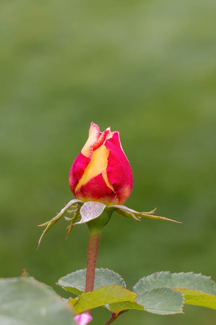 Photo Of A Blooming Hybrid Tea Rose