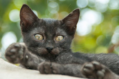 Close-Up Photo of Black Cat