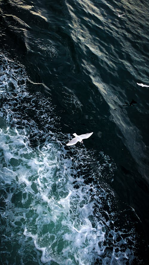 Darmowe zdjęcie z galerii z latanie, morze, pionowy strzał